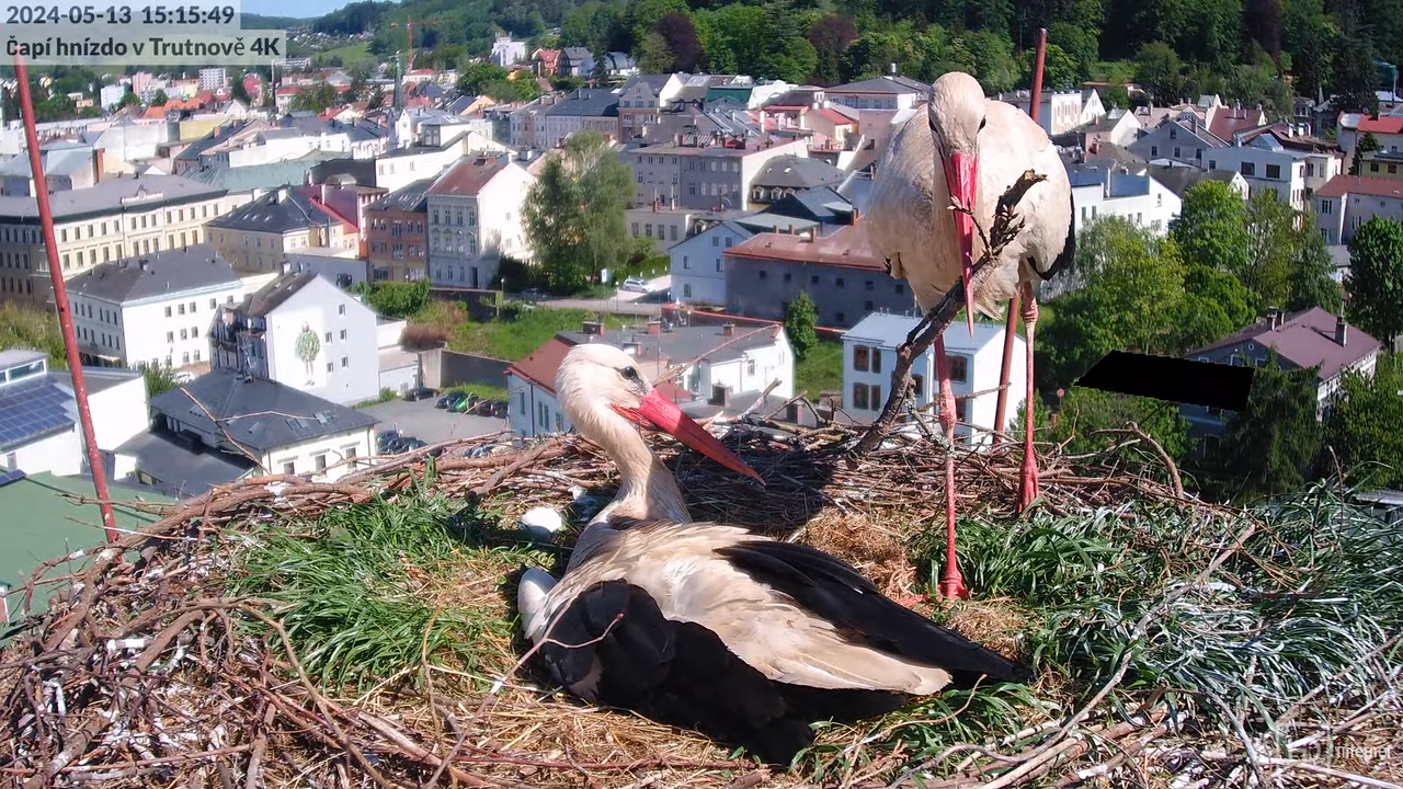 Živě z čapího hnízda na pivovarském komíně v Trutnově 9-46-38 screenshot