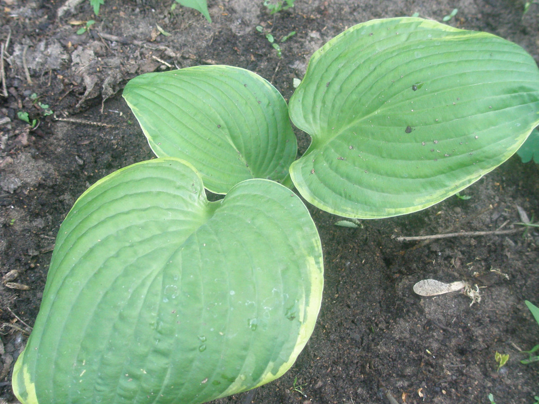 P5129379
