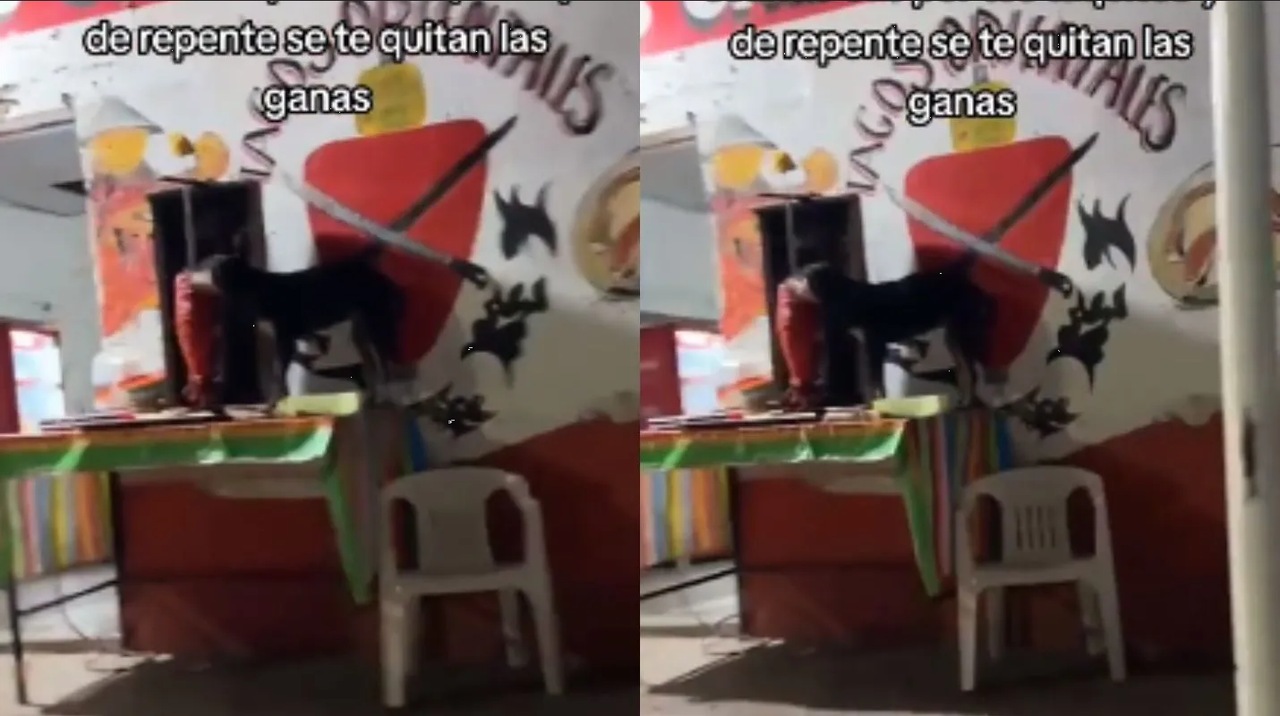 Perrito se hace viral por disfrutar de tacos de inusual manera