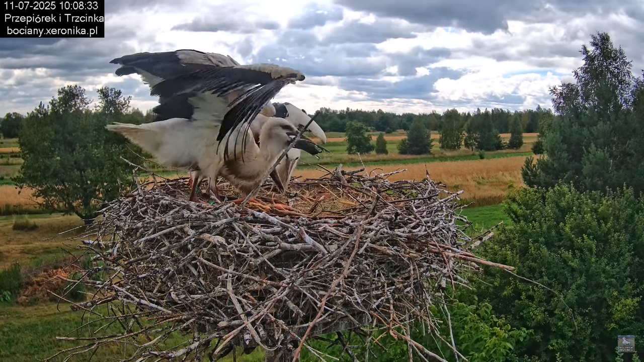 11072025bociany24