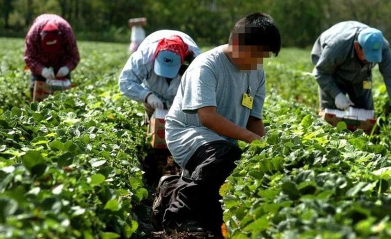 Trabajo Infantil en Estados Unidos Trabajo Infantil