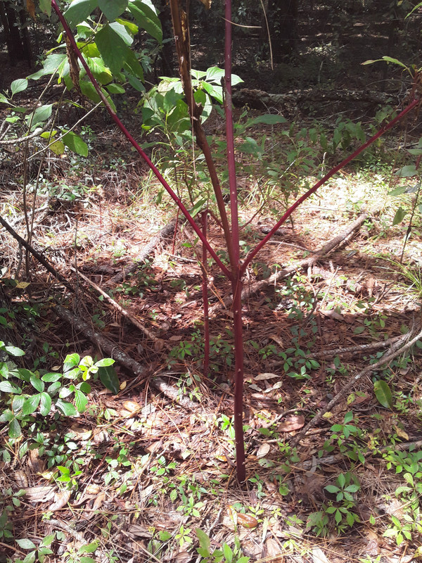 Pokeweed Stem