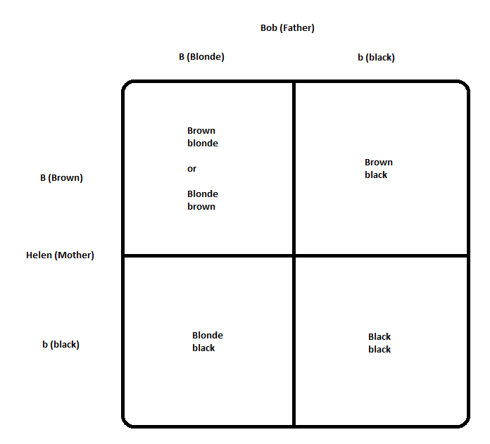 Bob-and-Helen-Possible-Genotypes.png