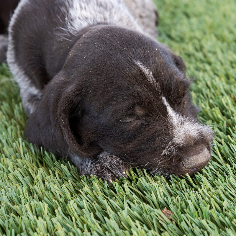 drive1400Puppies4-25-2019_0098