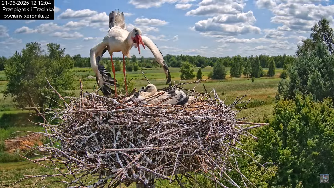21062025bociany17