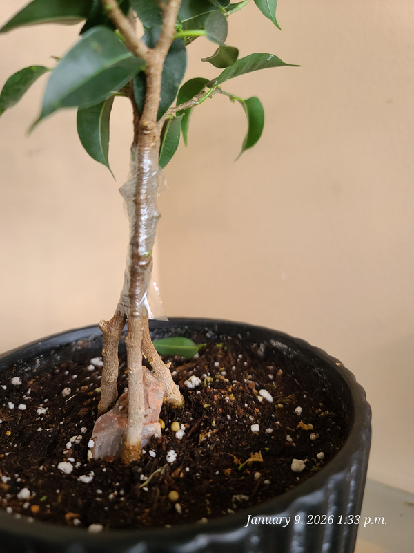 [Image: 20260109-133338.jpg]