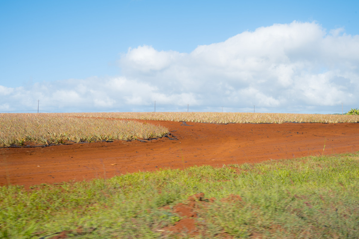 20241224Oahu_dole_plantation-010