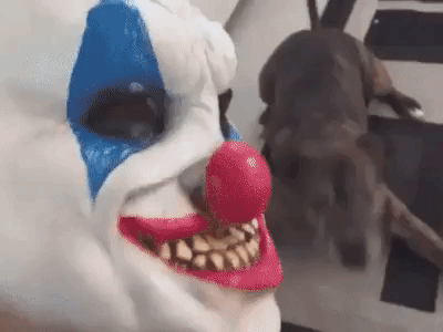 Dog-Vs-Facemask.gif