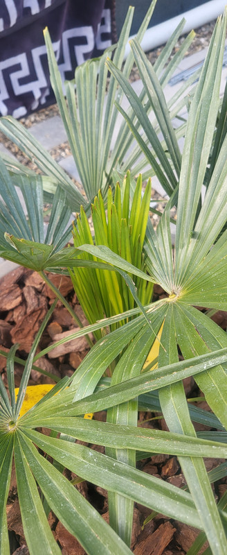 17433401058428058463252211701989