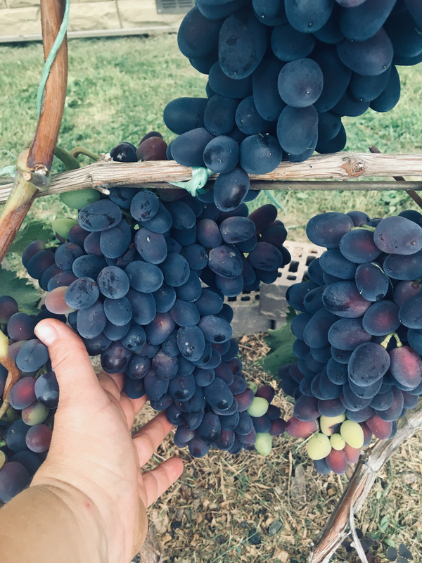 7F224214-E377-473F-AFB7-4AAC249FA60A