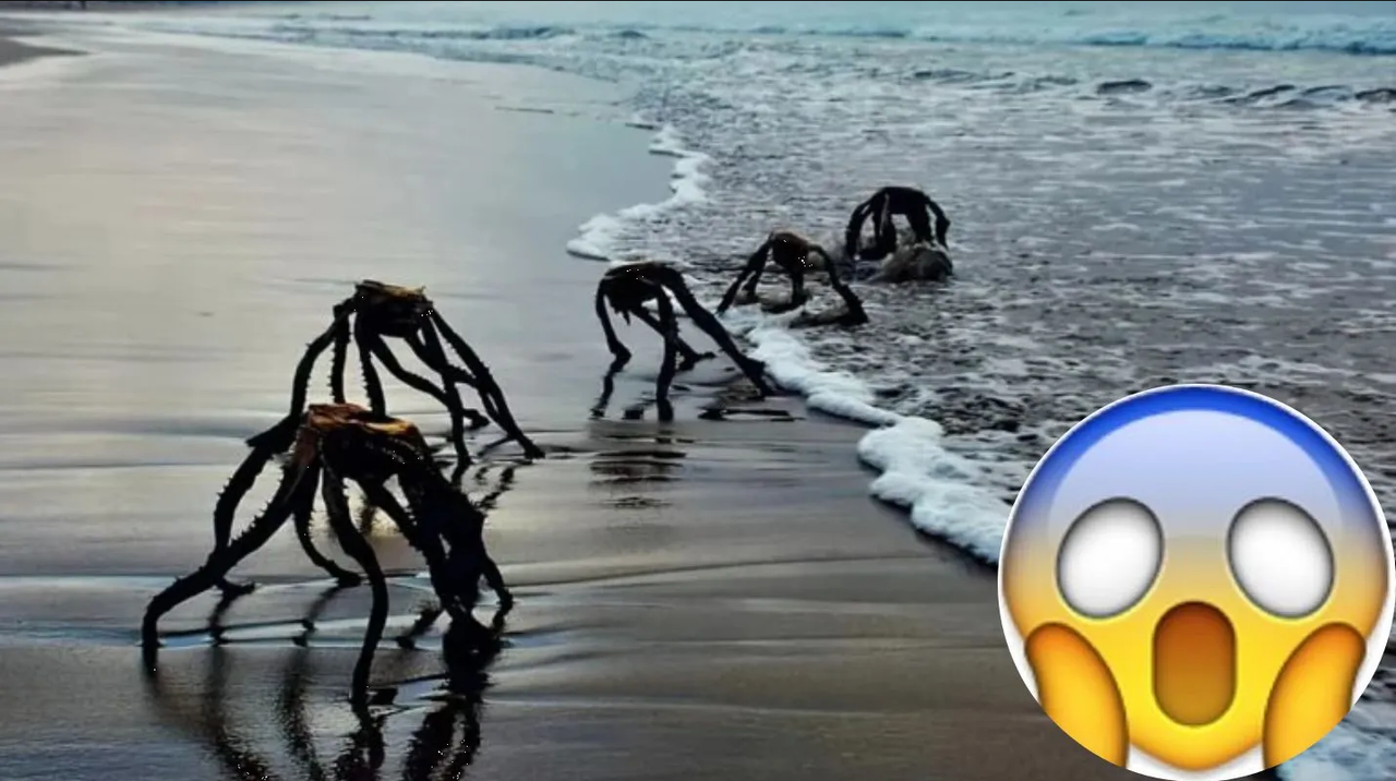 ¿Sudáfrica o Tampico? Estas criaturas extrañas están causando terror, conoce la verdad