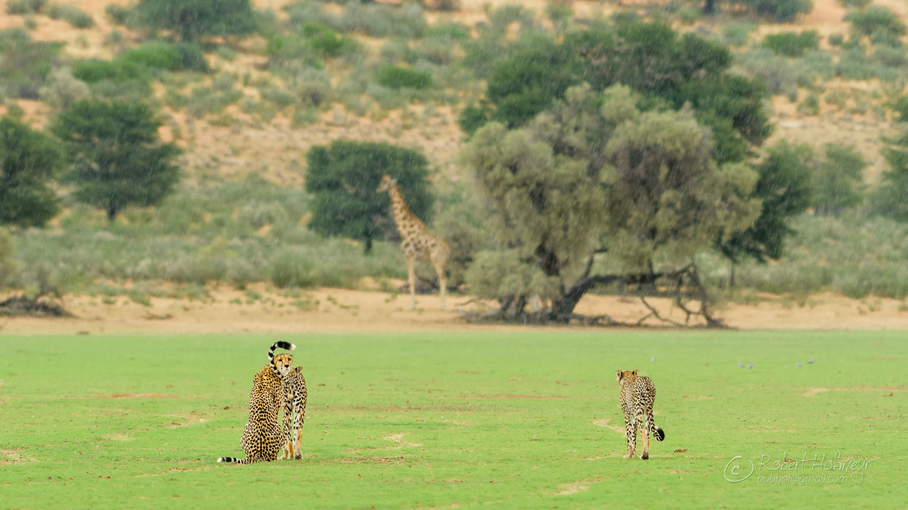 2019a-Kgalagadi-A005-C061-0222-CO-0000476.jpg
