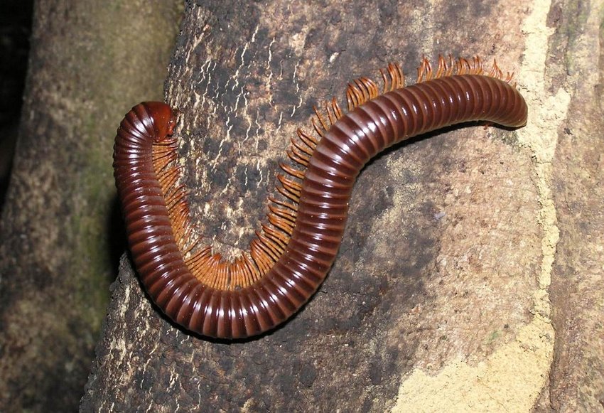 A-brown-giant-millipede-of-the-family-Harpagophoridae-This-millipede-measured
