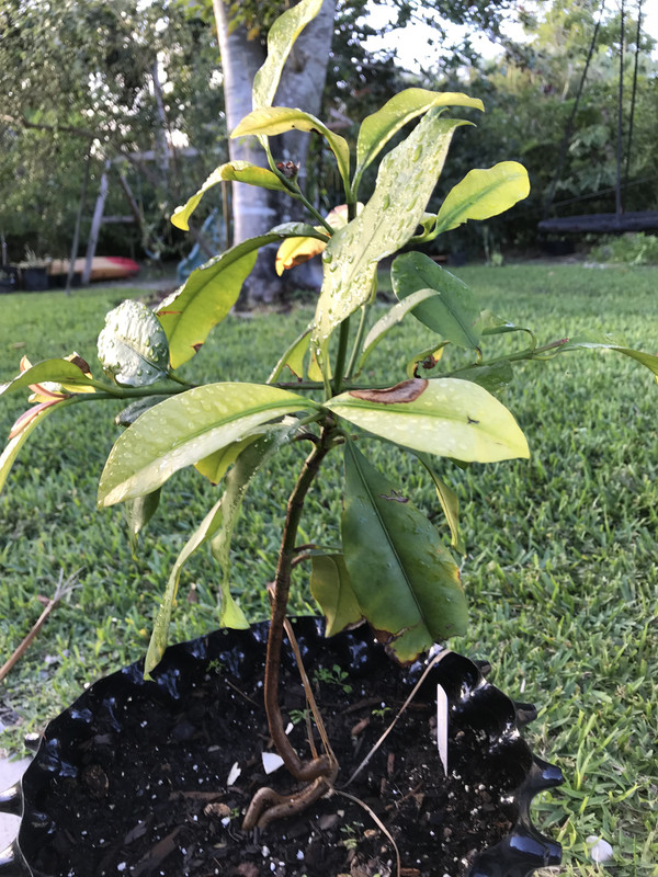 GAcuminata22018