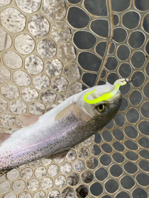 Fresh Lures, trout fishing lures, trout fishing lures plastic,