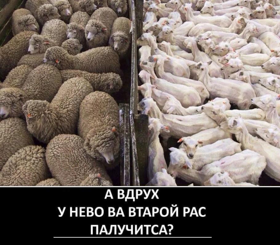 Зеленский хочет, чтобы лучшие преподаватели будущего президентского университета получали от 4 тысяч "долларов или евро", - Шкарлет - Цензор.НЕТ 3087
