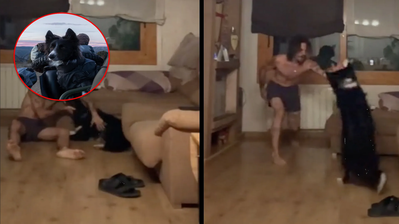 Hombre crea una fiesta para evitar que su perrito tenga una crisis por la pirotecnia