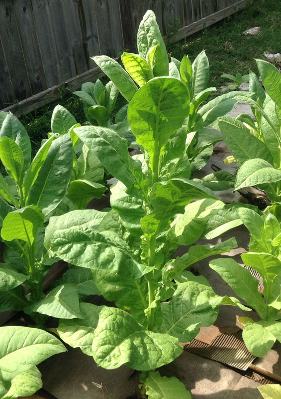 BAYAMO NICARAGUA LEAF