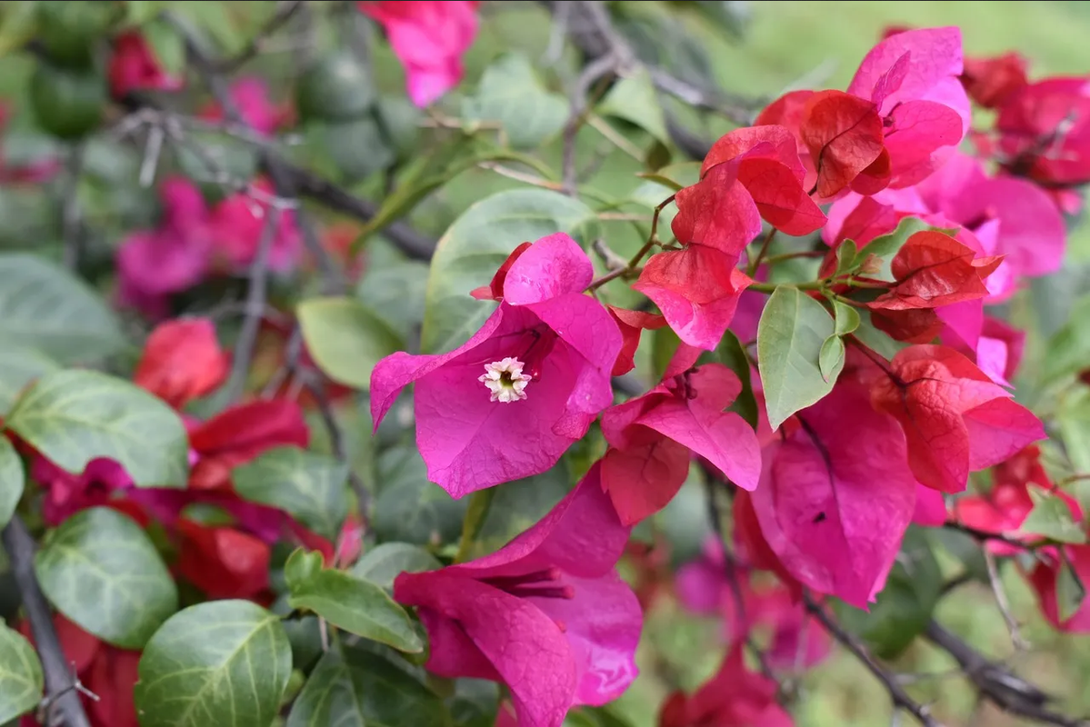 Aplica estos consejos para combatir plagas de tu bugambilia
