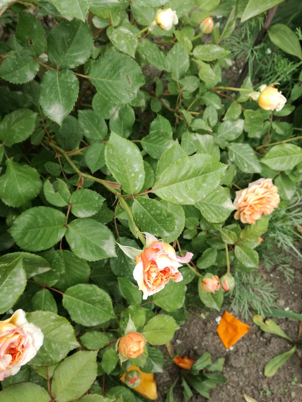 IMG_20190505_173112