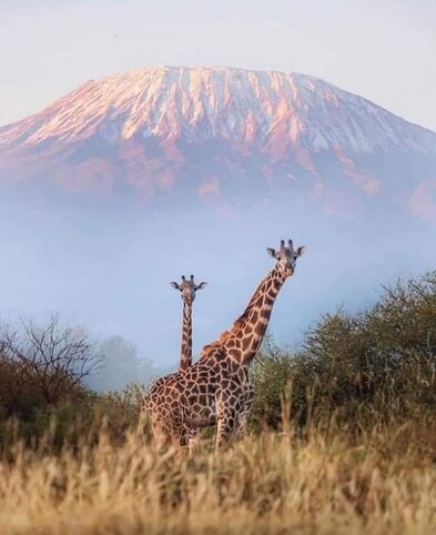 Giraffes-Mt-Killamanjaro