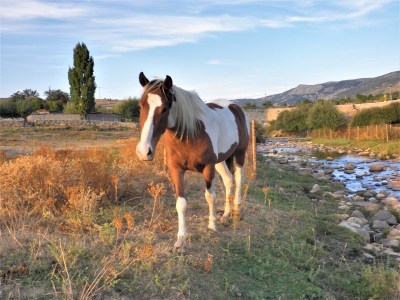 Segovia y su Pueblos-1993/2024 - Blogs de España - La Pradera de Navalhorno o Valsaín-2010/2011 (37)
