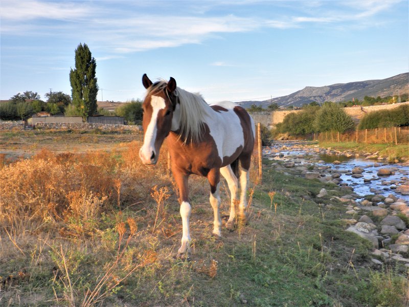 LA PRADERA DE NAVALHORNO O VALSAIN-28-9-2011-SEGOVIA - Paseando por España-1991/2015-Parte-1 (34)