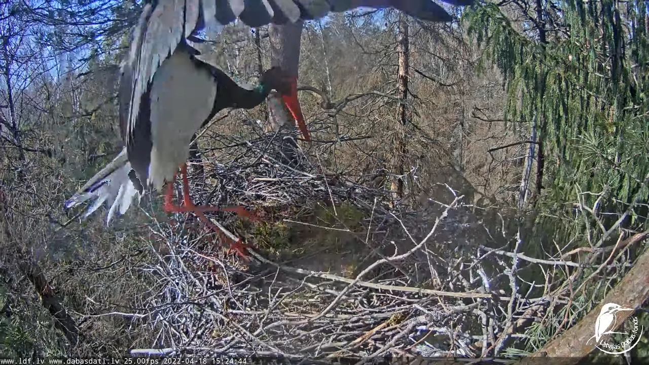Melnais stārķis (Ciconia nigra) Siguldas novadā - LDF tiešraide 9-25-34 screenshot