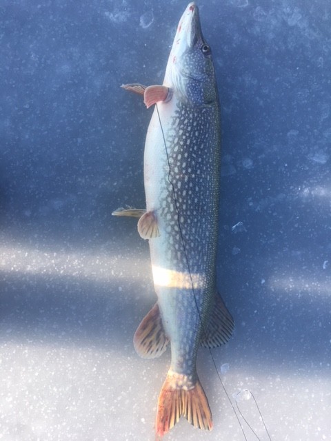 Pike 12 10 18