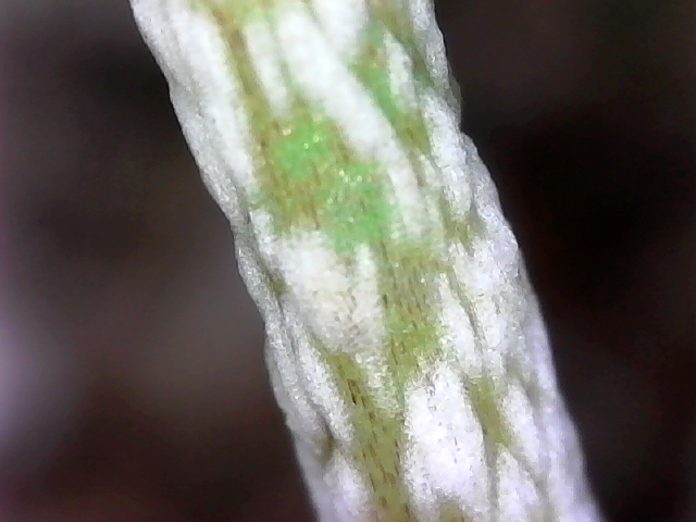 Moringa stem 2