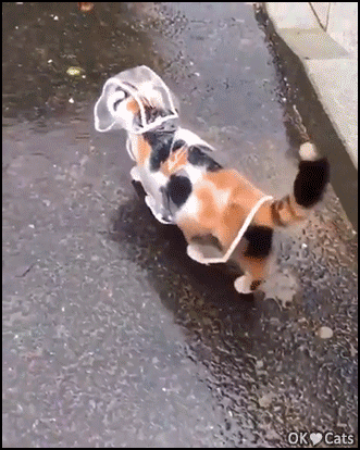 Amazing-Cat-GIF-Pretty-cat-walking-under-falling-rain-with-her-raincoat-cat-gifs-com.gif