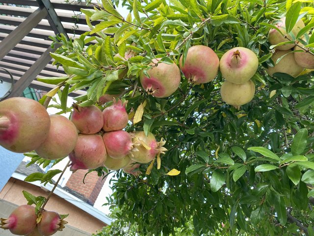 [Image: 43-E75-A4-B-27-FA-421-C-913-E-826-C63997372.jpg]