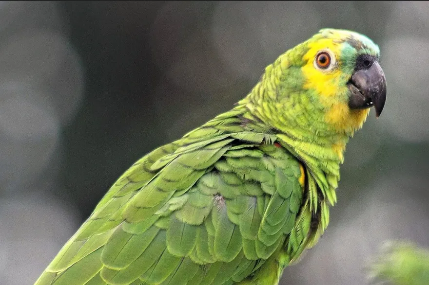 OMS emite alerta máxima por brote de fiebre de loro, ya se propagó en 5 países