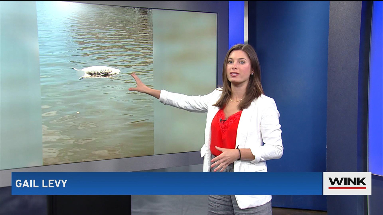 05.30 - 04.00.00 - WINK News @ 11PM Saturday. Local news, sports and ...(1).ts_snapshot_03.04_[2021.