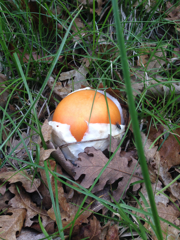 [Слика: IMG-2232.jpg]