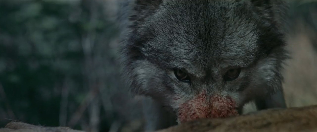 Out Come the Wolves 2024 BluRay [Hindi + Tamil + Telugu + English] 480p 720p ESub Screenshot