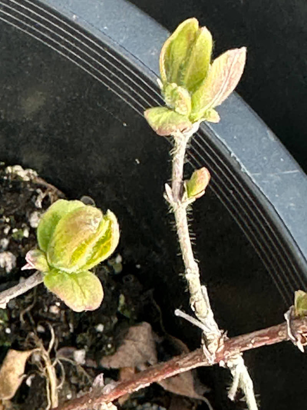 figs-827.jpg