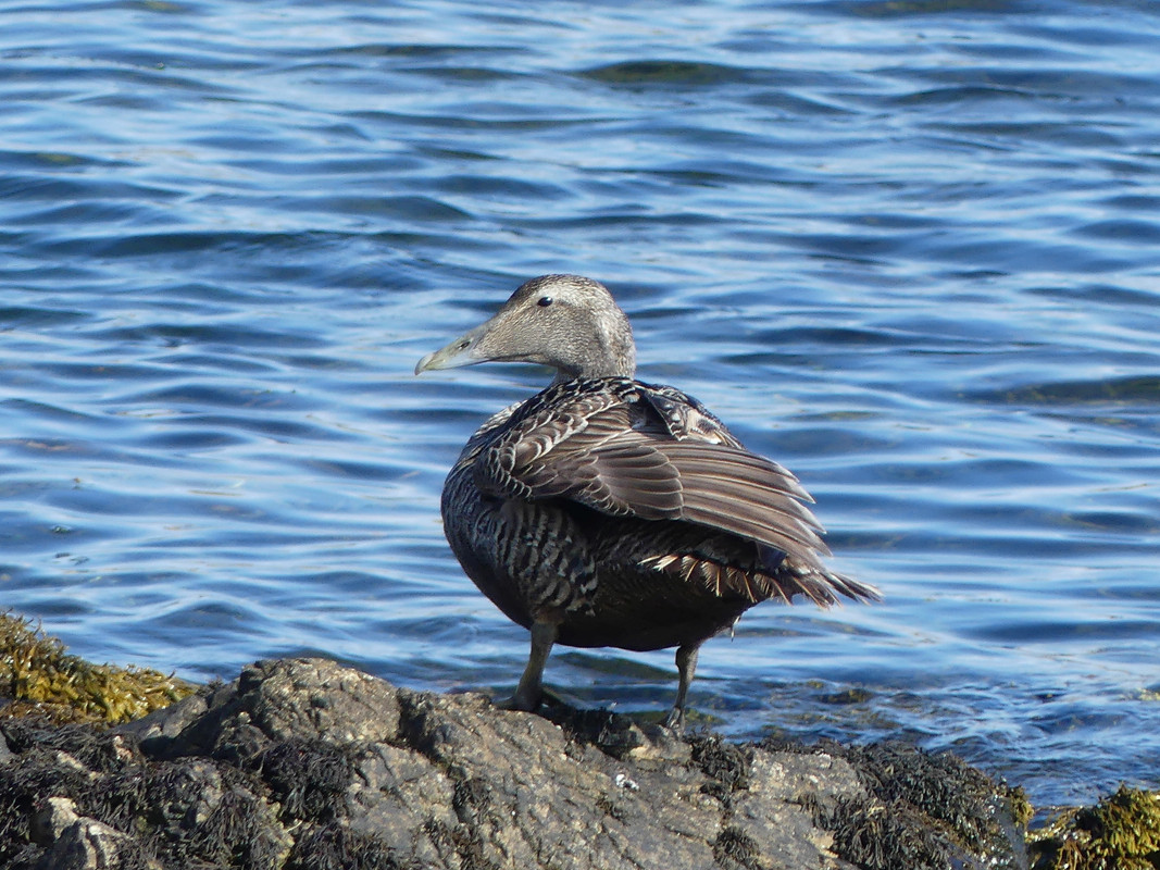 FE EIDER 1