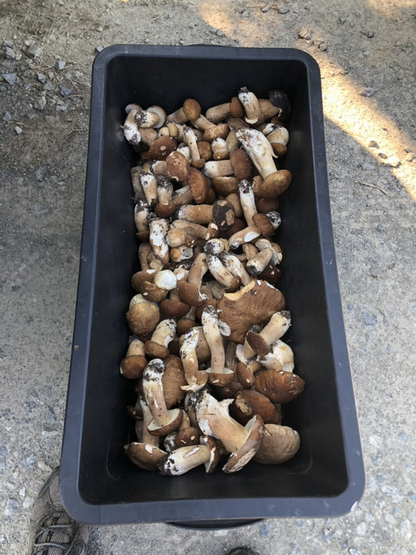 DD5070C9-3CB0-4098-BDFF-95826A510FF4