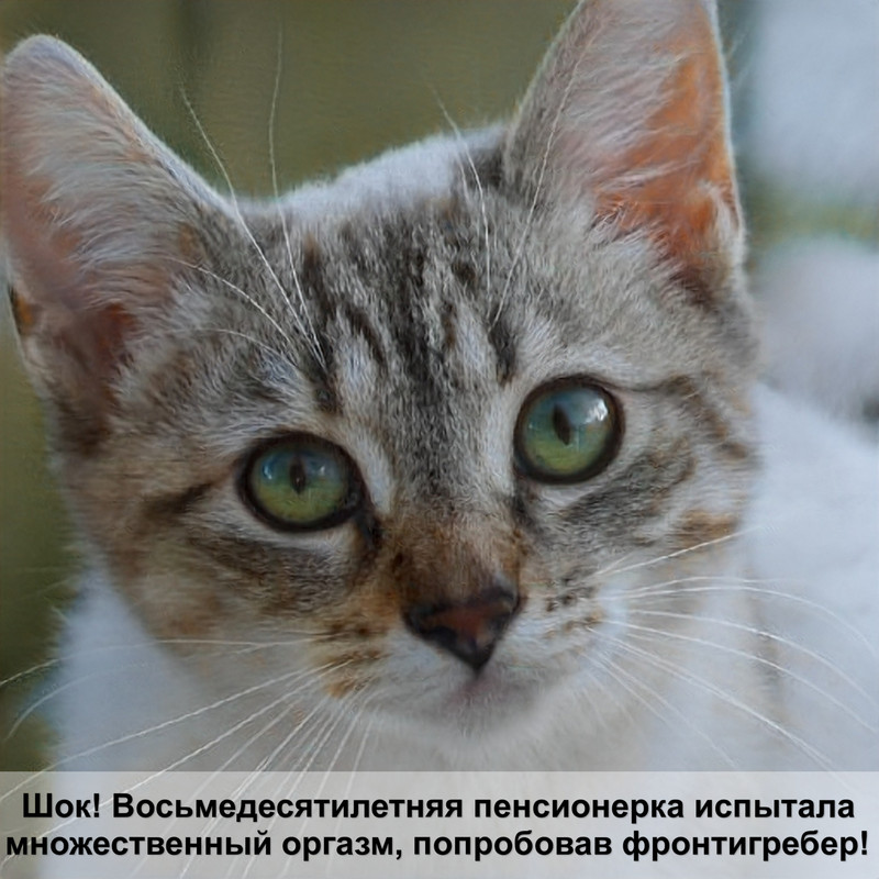 у кошки живот облысел