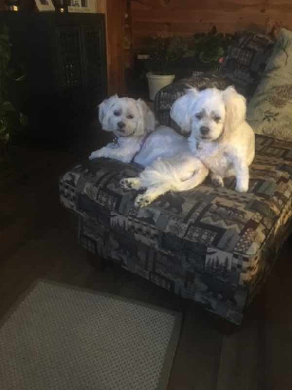 pups