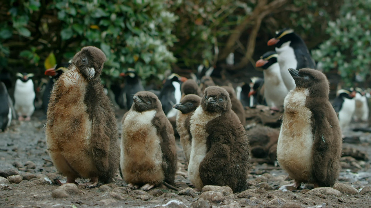 New Zealand Earth's Mythical Islands (2016) - S01E01 - Cast Adri