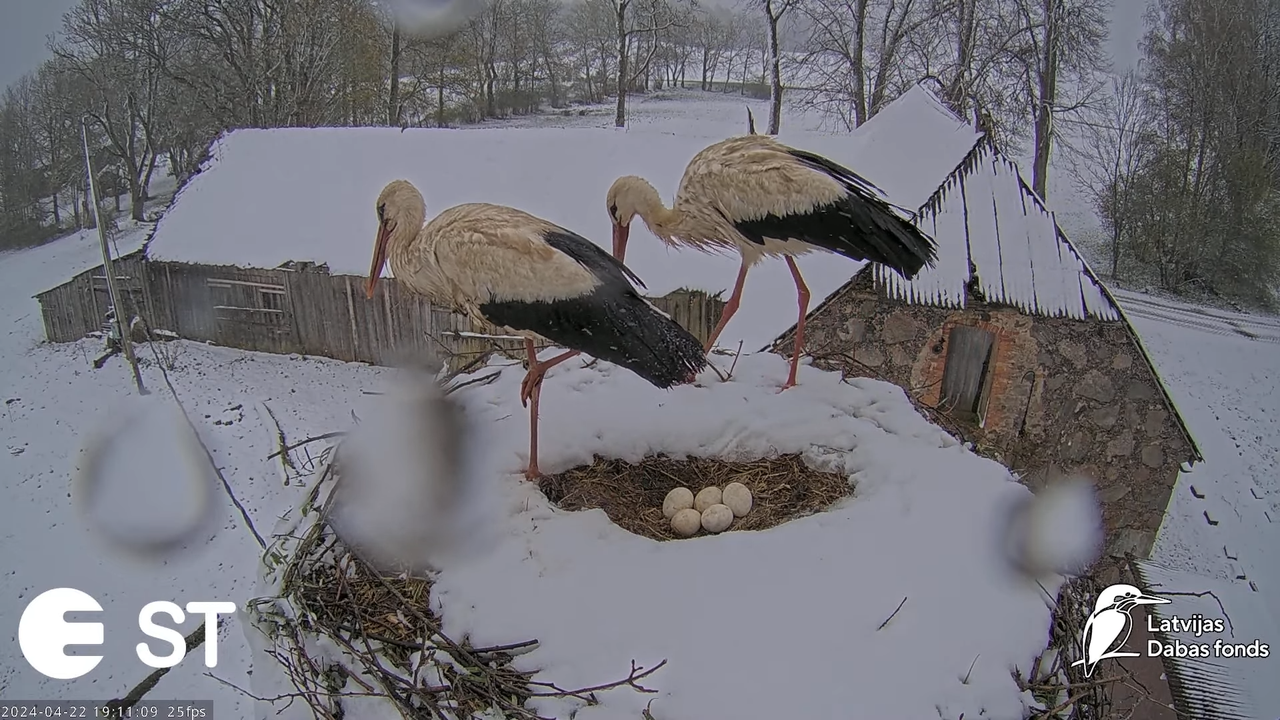 Baltie stārķi (Ciconia ciconia) Tukuma novadā - LDF tiešraide __ White storks in Tukums, Latvia 13-1