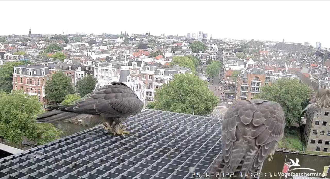 Amsterdam/Rijksmuseum screenshots © Beleef de Lente/Vogelbescherming Nederland - Pagina 32 Video-2022-06-25-143503-Moment-2