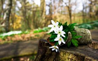 Thơ hoạ Nguyễn Thành Sáng & Tam Muội (1493) Spring-Forest-Flowers-1440x900-hd-wallpapers-co