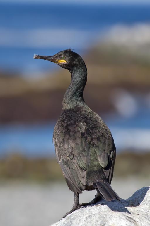 Shag Phalacrocorax aristotelis