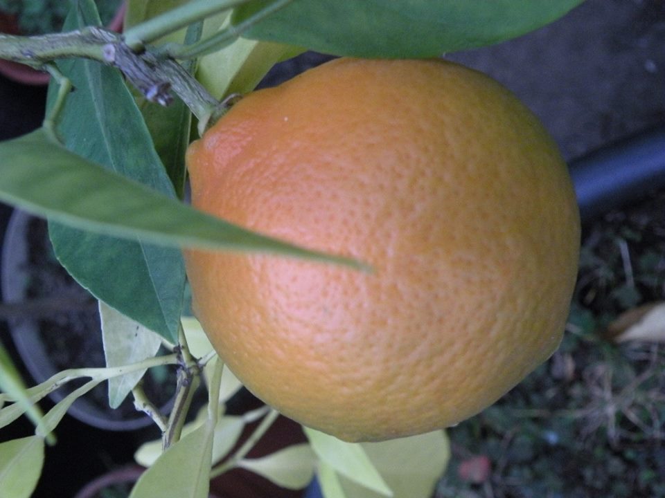 Melinghina