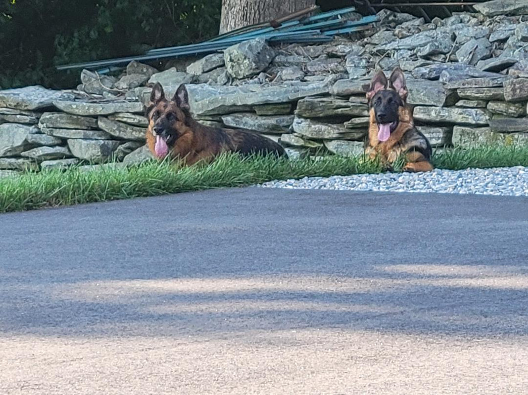 Callie & Koda2 7-30-2024