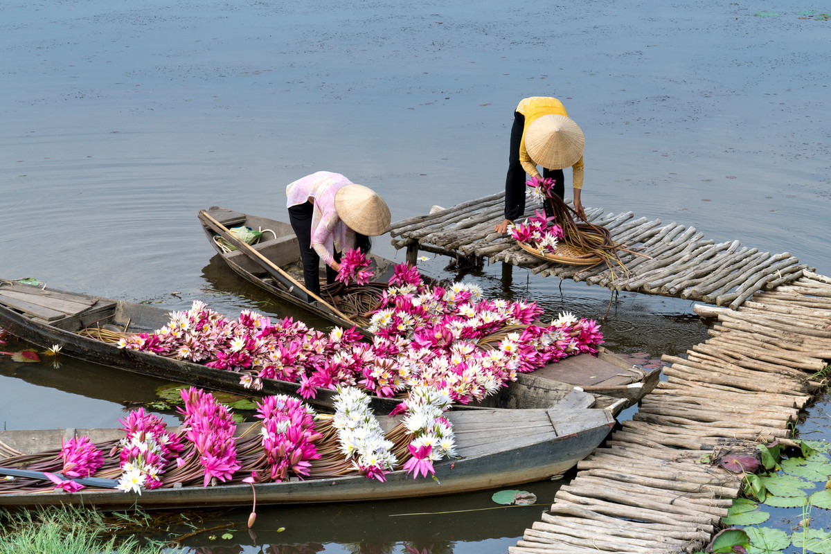 flowers-pink-boats.jpg