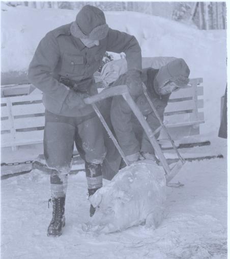 фины и свинья